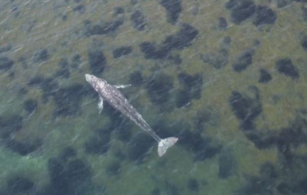 Необичайна гледка във водите на Средиземно море - сив кит